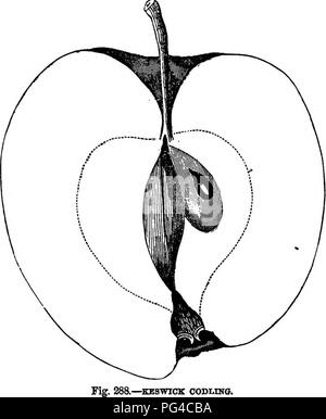 . American pomologie : pommes . Les pommes. La classe IV. OBLOKG LES POMMES. II. II. I. 689 moyenne de fruits, oblopg, conique, tronqué, nervuré, surface lisse, jaune pâle ; Points dispersés, minute. Moyenne du bassin, plié ; yeux de moyenne à grande, fermée. - Cavité régulière, aiguë, brunies ; tige long, jaune, grand, ouvert, base amplexicaule ; graines nombreuses, angulaire ; Chair jaune verdâtre, fine, tendre, juteuse, saveur. -Carpocapse KESWICK. acide ; QHiality bonne à très bonne pour son utilisation ; la cuisine de saison, d'août à octobre. Les fruits peuvent être cuits en juin.. Veuillez noter que ces images sont extraites de l'image de la page numérisée Banque D'Images