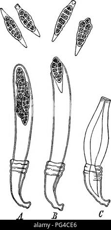 . La morphologie comparative et de la biologie des champignons, bactéries et mycetozoa . La morphologie des plantes ; Champignons ; myxomycètes ; bactériologie. Chapitre III -- les spores de champignons. 93 L'article XXV. Dans la plupart des champignons lichens avec hymenia le mécanisme pour l'éjection des spores est semblable à celle qui a été décrite, bien qu'elle en diffère en particulier les points qui me paraissent d'exiger un examen plus approfondi. La structure de l'hymenia est essentiellement la même que dans les discomycètes ; il n'y a, selon Tulasne, le même turgescence de l'ascuii à maturité dans les deux, et la même ejectio simultanée Banque D'Images