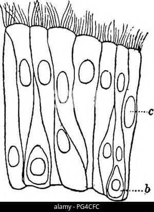 . L'odorat, le goût, et des sens chez les vertébrés . Sens et de sensation ; vertébrés. Anatomie de l'organe olfactif 27. ous les glandes tubulaires alvéolo-ramifiés, qui contiennent à la fois les cellules séreuses et muqueuses. Le conchsB de la région respiratoire sont connus pour être extrêmement et vasculaire d'être doté d'une structure comme celle de tissu érectile. C'est particulièrement vrai de leurs bords. Ils peuvent être excités par satellite à l'élargissement considérable de réflexe et de l'enflure ainsi produit peut être suffisante pour fermer complètement le respir- atory passages. On pense que cette haute vasc Banque D'Images