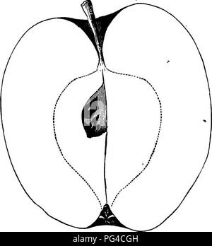 . American pomologie : pommes . Les pommes. DESCEIPTIONS 663 OP POMMES. La classe IV.-OBLONGUES DES POMMES. I. Commande-régulières. SECTION 1.-sucré. Sous-section 2.-rayé. Crilliflo^noir tver. Une ancienne variété, qui ne peut pas être très très apprécié, car c'est, mais l'indifférence des fruits, et pourtant, à cause de sa productivité et de conserver les propriétés, elle est considérée comme rentable pour la plantation de vergers. Fruits plutôt grandes, oblongues-ovales, régulier ; Surface près-. Fig. 267.-BLACK. GILLIFLOWEE ly couverts avec bandes de rouge très profond que faire ressembler presque noire. Très peu profondes du bassin, souvent tressées ; yeux Petit, fermé. Cavité buccale Banque D'Images