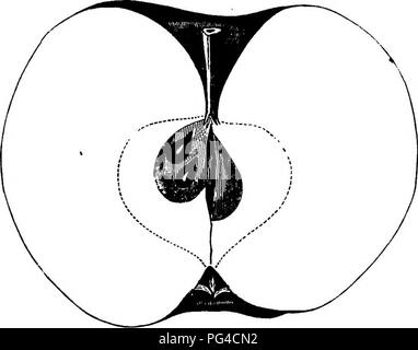 . American pomologie : pommes . Les pommes. La classe III. Lié les pommes. 1. II. III. 6.23 briser, texture fine, juteuse ; goût acide pour sous-acide, riche, aromatique ; Qusdity ; meilleure utilisation, table, saison, de février à avril. Comme le très earmain j*or, de J. S. Downer, qui voient, ils peuvent se révéler être la même variété. Cour ot li¥yck. Cet épicé français apple, qui a tant de synonymes comme preuves de sa popularité, n'a pas été un favori dans ce pays, mais à l'occasion réussit bien ; il a peu de la recommander dans son apparence. Fruit très petit, rond, brusquement tronqué, beaucoup de télévision- tened, régulière ; Su Banque D'Images