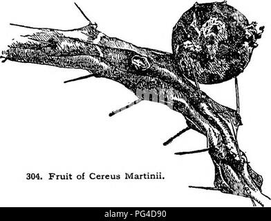 . Cyclopedia of American horticulture, comprenant des suggestions pour la culture de plantes horticoles, les descriptions des espèces de fruits, légumes, fleurs et plantes ornementales vendues aux États-Unis et au Canada, ainsi que des notes biographiques et géographiques. Le jardinage. 204 différentes collections jardin de cactus. En plus de formes qui semblent normales, plusieurs soi-disant "monstres" sont susceptibles de survenir, à la fois dans la nature et en culture. Ces. 304. Fruit de Cereus Martinil formes anormales sont de deux tjrpes : l'une, dans laquelle le corps prend la forme d'un ventilateur ou de co Banque D'Images