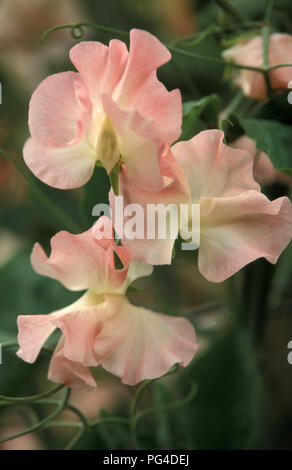 Une vue rapprochée des fleurs de Lathyrus odoratus 'Emma' (pois doux) fleurissant dans un jardin d'été. Banque D'Images