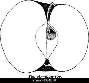 . American pomologie : pommes . Les pommes. La CLASSE I.-^TÉLÉVISION POMMES.-L IL IL 437 Propagation des arbres, ouvert, à tête ronde de brindilles ; stout ; feuilles petites, similaire. Fmit moyennes, arrondies-oblat, régulier ; surface lisse, de couleur vert-jaune, rayé et éclaboussé de rouge, plus ou moins mêlés ; points minute, sombres et un liglit bloom. Moyenne du bassin, plié ; yeux moyennement, fermé. Cavité buccale, aiguë, souvent ordinaire ; tige brun moyen, d'épaisseur. Régulière de base, fermé ; graines anguleuses ; chair blanchâtre, briser, grossiers, juteux, deviennent secs ; qualité inférieure, sauf pour la cuisson ; saison juillet. Le HIG^b-Xop.-[LEWIS JONKS.] Ce beau apple est Banque D'Images