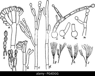. Un texte-livre de mycologie et pathologie des plantes . Les maladies des plantes ; champignons dans l'agriculture ; maladies des plantes ; les champignons. Annexe VII 70 long et cloisonnées. Les conidies sont globuleux, de couleur bleu-vert-cylindriques, 4 au n de diamètre. Le Roquefort est un fromage fabriqué à partir de présure dur le lait de brebis. Certaines imitations sont fabriqués à partir de lait de vache. La caractéristique la plus frappante de ce fromage est l'aspect marbré ou tacheté, de l'intérieur en raison de l'élaboration de ce champignon, qui est le principal agent de mûrissement. La fabrication de fromage de Roquefort a été exploitée pendant au moins deux siècles à Banque D'Images