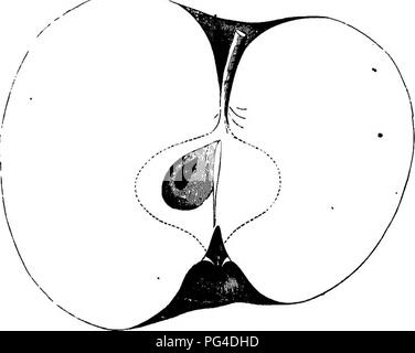 . American pomologie : pommes . Les pommes. La CLASSE I. TÉLÉVISION pommes ; 1. IL IL Bethleinite 423. Cette pomme a souvent été exposés avant l'Ohio, la société^ Pomologique par amis Lipsey, Morris et Bene- dict, de Morrow comté, à quelle région sa culture ap]&gt;l'eai s'être limitée. L'origine du fruit est obscure. Tree thrifty, Hardy, productif, à la verticale. Fruit moyen, télévision, ou des oblats, globulaire régulier ; surface lisse, rouge mat ou brillant, mixte, Rouge sur jaune, avec des projections de Crimson ; points distincts, grand, gris et jaune. L'échelle du bassin, profond, régulier ou plié, cuir-crac Banque D'Images