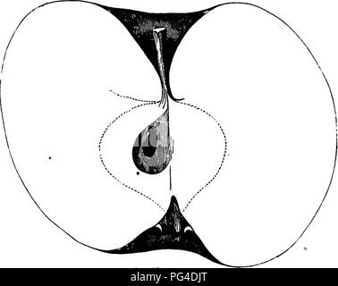 . American pomologie : pommes . Les pommes. La CLASSE I. TÉLÉVISION POMMES.-Si H. I. 407 profonde cavité, étroite ou aiguës, vert et brun ; tige plutôt longs et minces. Petites, rondes, base amplexicaule ; graines nombreuses, petites, rondes et court ; chair jaune, fine, tendre, juteuse, acide sous-saveur aromatique .et quiility ; d'abord pour la table ; In. Fig. '^.-PULTON. Novembre et Décembre. Nos arboriculteurs fruitiers de l'Illinois ne la recommande si hautement aa lorsqu'il est institué ; pas entièrement satisfaisante lorsque plantés dans les argiles calcaires sur l'Ohio. Oolden ; des semis. Dit pour avoir commencé avec M. Riehl, de Saint Louis, cultivé et distr Banque D'Images