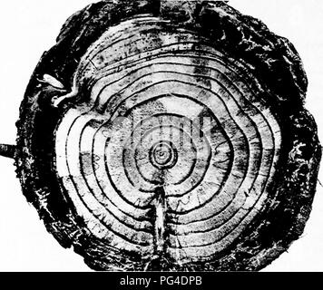 Cette image montre une section d'une tige de mélèze affectée par *Armillaria mellea*, un pathogène fongique qui cause la décomposition des mélèzes. Les lignes noires visibles sur l'image sont des signes d'infection fongique qui compromet l'intégrité structurelle de l'arbre. Banque D'Images