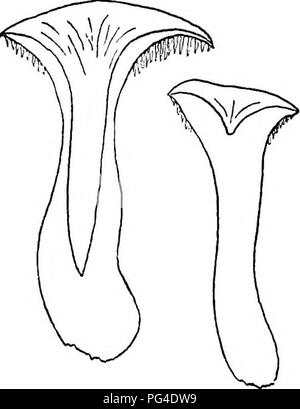 . Le livre de champignons. Un guide populaire pour l'identification et l'étude de nos champignons roturier, avec un accent particulier sur la variétés comestibles. Les champignons, Côté Cuisine (champignons) ; cbk. Genre Hydnum GENRE HYDNUM Répandre Hydnum repandum Hydnum (comestibles) (voir page 103) face à la plaque de plafond ou chapeau-charnue, fragile, un peu humide, lisse ou des spécimens matures en écailles. Variable en couleur ; rouge léger, chamois pâle, jaune ou rouillé. Convexe, avion, ou profondément con- cave par la tige devenir creux. Souvent les marges ondulée. 1 à 4 pouces de large. Les dents ou Aculei-fait, blanchâtre, facilement détachable, laissant peu de cavités dans le Banque D'Images