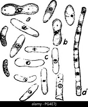 . Un texte-livre de mycologie et pathologie des plantes . Les maladies des plantes ; champignons dans l'agriculture ; maladies des plantes ; les champignons. 24 La division cellulaire et reproduction de Mycologie.-comme avec olher les cellules de la plante en général, on peut dire que la croissance n'est pas conditionnée à la division cellulaire. La croissance est l'élargissement de la cellule, pas simplement un état, et cette augmentation de taille est à l'intérieur des limites définies pour chaque espèce, qui peut être déterminée par l'étude statistique. Tant que division n'est pas précédée par la division nucléaire, la fission est apphcable à long terme. Certains élèves du groupe affirment qu'il y a une division du nucle Banque D'Images