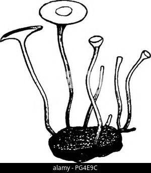 . La morphologie comparative et de la biologie des champignons, bactéries et mycetozoa . La morphologie des plantes ; Champignons ; myxomycètes ; bactériologie. CHAP. II.-différenciation du thalle.-gomme les sporophores. 53. Le FLC. 22. Peziza [Scleratinia ScUrotiorum, Fuckel), Lib. Sclerotium avec emerge* ing les sporophores de différentes ag^es. Nat. taille. sont dans l'apex de la structure et forme son point de croissance, dans lequel la croissance en longueur continue, même s'il meurt dans les pièces ci-dessous comme ces devenir successivement plus loin d'elle et les cellules des hyphes ont augmenté plus long et plus épais. L'arrangement en parallèle de la Banque D'Images
