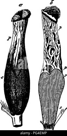 Ce travail explore la morphologie et la biologie des champignons, des myxomycètes et des bactéries, en examinant spécifiquement Claviceps purpurea, un champignon parasite trouvé sur le seigle. L'étude comprend des images détaillées du cycle de vie fongique et de son impact sur les plantes. Banque D'Images