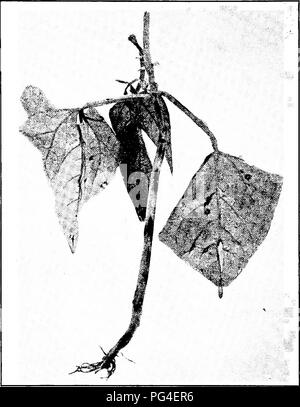 . Les maladies des plantes d'importance économique . Les maladies des plantes. Les légumes et les cultures de plein champ 199 powerthrough la destruction de tissu vert. Plus encore, la perte résulte de la propagation de la maladie à la gousse comme. Fig. 88. - Anthracnose du haricot sur la tige et les feuilles des jeunes plants. Après Whetzel. Ils forment, le unsightliness des gousses repéré leurs blessés grandement l'attrait commercial.. Veuillez noter que ces images sont extraites de la page numérisée des images qui peuvent avoir été retouchées numériquement pour plus de lisibilité - coloration et l'aspect de ces illustrations ne peut pas parfaitement ressembler à l'œuvre originale.. Stevens, Fran Banque D'Images