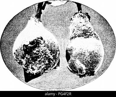 . Les maladies des plantes d'importance économique . Les maladies des plantes. 110 LES MALADIES DES PLANTES ÉCONOMIQUES Texas pourriture des racines. Voir le coton. La moisissure noire {Alternaria sp.). - En plus des ravages de cette maladie que de la pomme, les feuilles et les tiges sont également attaqué et le fruit la blessure n'est pas limité à. Fjg. 46. - Les jeunes coings montrant mat. Après la fin de l'oranger Bailey. La maladie a été noté principalement sur l'KielTer. Pour le traitement, voir apple. La rouille du cognassier (Gymnosporangium clavipes C. &AMP ; P.). - La rouille du cognassier, stade de printemps, d'accord avec la rouille en caractères généraux. Le champignon se développe sur la causalité fru Banque D'Images