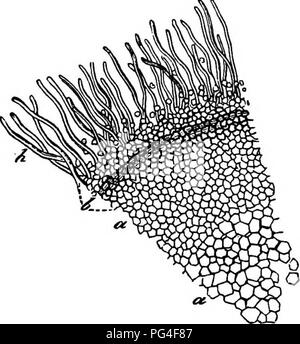 Ce travail explore la morphologie et la biologie comparées des champignons, des myxomycètes et des bactéries, y compris des études détaillées sur leurs structures cellulaires et leurs processus de vie. Banque D'Images
