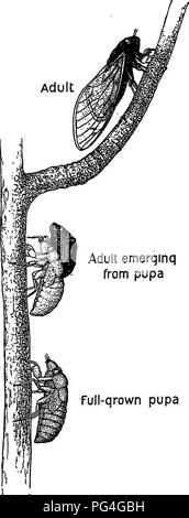 . Amis et ennemis de la ferme agricole : un texte-livre de science agricole . Les ravageurs agricoles ; les insectes utiles ; les insectes nuisibles. Cigale périodique. Emerqinq adultes plein qrown de nymphe nymphe. Veuillez noter que ces images sont extraites de la page numérisée des images qui peuvent avoir été retouchées numériquement pour plus de lisibilité - coloration et l'aspect de ces illustrations ne peut pas parfaitement ressembler à l'œuvre originale.. La lutte contre les mauvaises herbes, Clarence Moores, 1864-1947. Boston ; New York : D. C. Heath &AMP ; Co. Banque D'Images