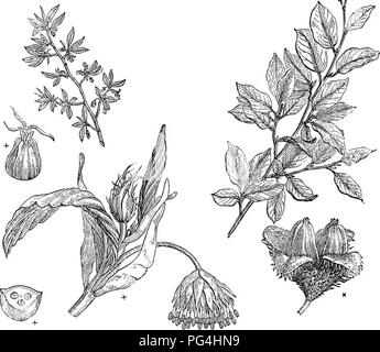 Ce travail offre un guide concis sur les arbres et arbustes robustes de Grande-Bretagne, indigènes et étrangers, en se concentrant sur leur propagation, leur culture et leurs utilisations. Il présente des espèces décrites scientifiquement et populairement, avec une attention particulière à leur adaptabilité dans les environnements britanniques et à leur rôle dans l'aménagement paysager et l'agriculture. Banque D'Images