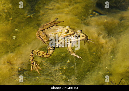 Deux grenouilles dans un étang en couplage Banque D'Images