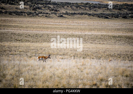 Dans le domaine de l'Antilope d'Antelope Island State Park, Utah Banque D'Images