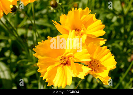 Close up of yellow flowers daisy , tourné par un beau jour d'été à Gressoney Saint Jean, vallée du Lys, Aoste, Italie Banque D'Images