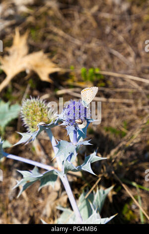 Holly (Eryngium maritimum mer) avec papillon bleu commun (Polyommatus Icarus) se nourrissant de fleurs et d'oiseaux bagués (escargot Cernuella ssp) sur feuille, Kent, UK. Banque D'Images