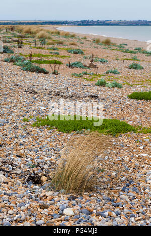 Splash zone avec des îlots de végétation tolérant le sel en haut de plage, la baie de Sandwich, Kent, UK Banque D'Images