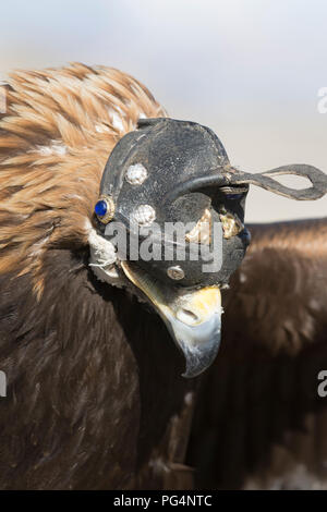 Eagle hunter avec son aigle. Tolbo, Bayan-Ölgii,Mongolie Banque D'Images