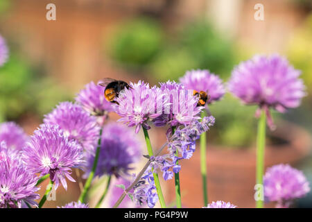 La ciboulette et Allium schoenoprasum Bumble bee Banque D'Images