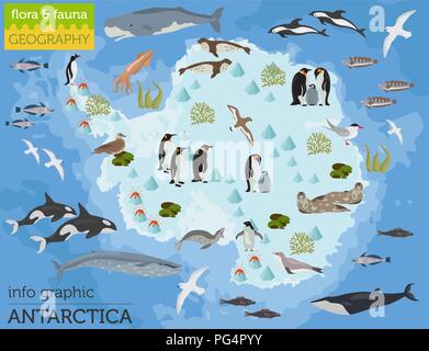 L'Antarctique, l'Antarctique, de la flore et de la faune site, télévision éléments. Les animaux, les oiseaux et la vie marine big set. Construire votre géographie des infographies collection. Vector Illustration de Vecteur