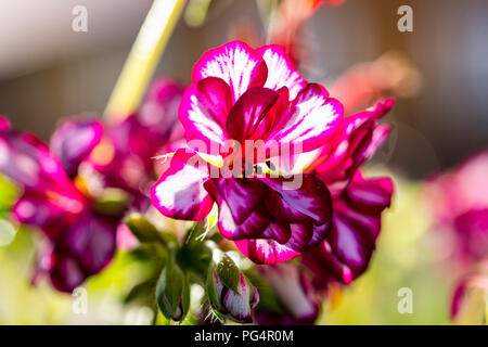 Pensées fleurs Banque D'Images