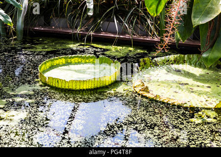 Les nénuphars géants Victoria Amazonica, étang, géant, Lilly, lili, géant, énorme, amazon de nénuphar nénuphar géant, géant, nénuphar, de l'eau Banque D'Images