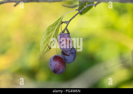 Prune violette, poussant sur l'arbre brunch, Close up Banque D'Images