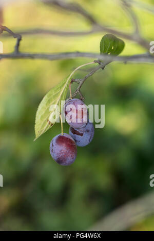 Prune violette, poussant sur le brunch de l'arbre Banque D'Images