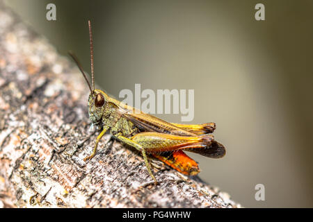 Sauterelle Omocestus rufipes (forestiers) perché sur branche. Cette sauterelle est présent dans la plupart des pays d'Europe, dans l'Est de l'écozone paléarctique, dans le Nord de l'Afr Banque D'Images