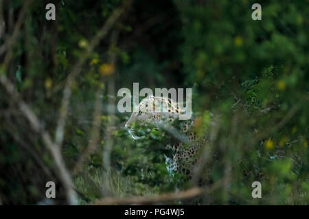 Vigilance, alerte femme leopard (Panthera pardus) cachés dans le sous-bois regarde attentivement, Kumana Parc National, Rhône-Alpes, France Banque D'Images