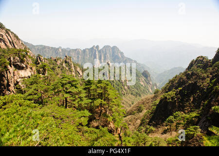 Pins tordus,,Nuages,pinacles de falaise,montagnes RocksYellow Jaingxi,Huang Shan,Province,China,Chine, République populaire de Chine Banque D'Images