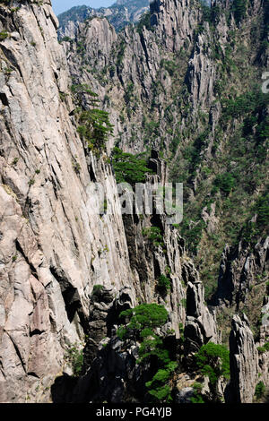 Pins tordus,,Nuages,pinacles de falaise,montagnes RocksYellow Jaingxi,Huang Shan,Province,China,Chine, République populaire de Chine Banque D'Images