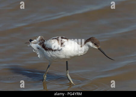 Avosetta Avocette juvénile Banque D'Images