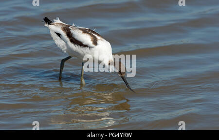 Avosetta Avocette juvénile Banque D'Images