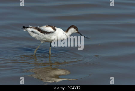 Avosetta Avocette juvénile Banque D'Images