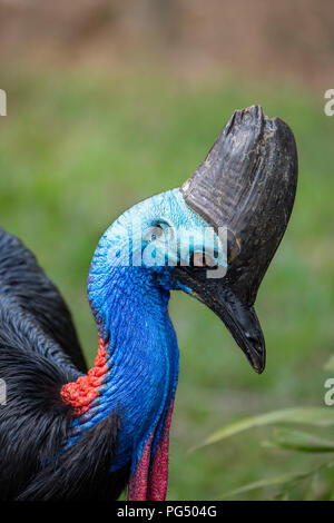 L'Australie. Le sud de Cassowary aka double-réorganisation, casoar casoar australienne ou deux-réorganisation (Casuarius casuarius johnsonii casoar). Banque D'Images