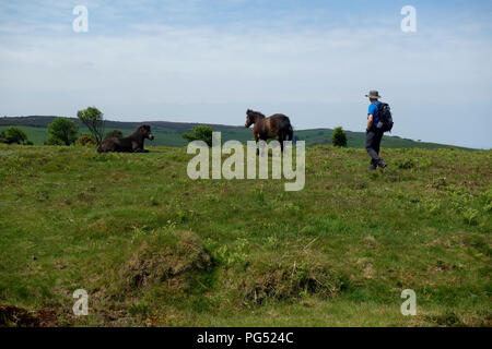 Homme marchant vers une paire de chevaux d'Exmoor sur le chemin côtier du sud-ouest, Somerset, England, UK. Banque D'Images