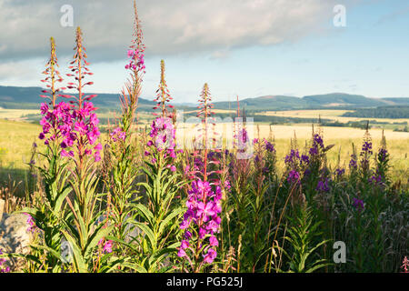 Une vue d'été plus Corsindae avec Rosebay Willowherb au premier plan. Banque D'Images