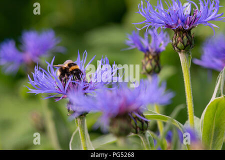 Le Jardin d'un bourdon (Bombus Hortorum) se nourrissant d'un bleuet (Centaurea Montana Mountain). Banque D'Images