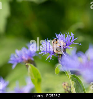 Le Jardin d'un bourdon (Bombus Hortorum) se nourrissant d'un bleuet (Centaurea Montana Mountain). Banque D'Images