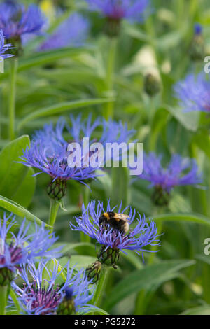 Le Jardin d'un bourdon (Bombus Hortorum) se nourrissant d'un bleuet (Centaurea Montana Mountain). Banque D'Images