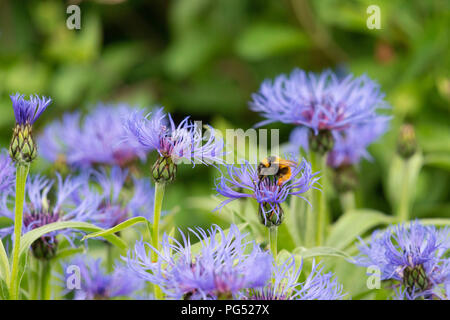 Un jardin Bumblebee (Bombus Hortorum), Couvert De Pollen, nourrissage sur une fleur de Cornouille de montagne (Centaurea Montana). Banque D'Images