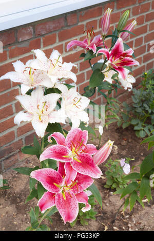 Rose et blanc oriental Stargazer lily fleurs, lis dans un lit de fleur Banque D'Images