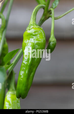 Libre de Padron chili pepper poussant sur une plante. Les poivrons sont populaires comme un plat de tapas espagnoles Banque D'Images