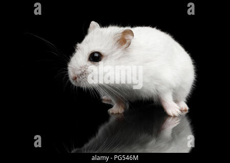 Curieux Hamster blanc assis isolé sur fond noir avec reflet Banque D'Images